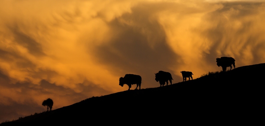 Buffalo's op de heuvels (foto South Dakota)