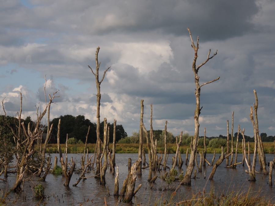 Het verdronken bos (foto Erik Tjallinks, flickr)