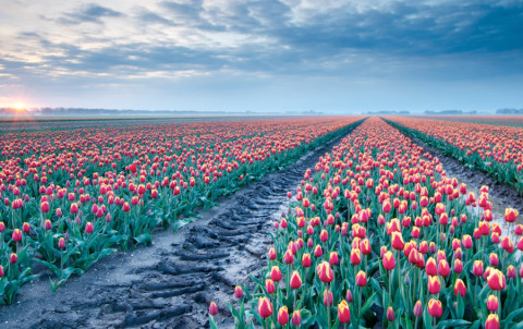 Waar vind je de langste tulpenroute van ons land?