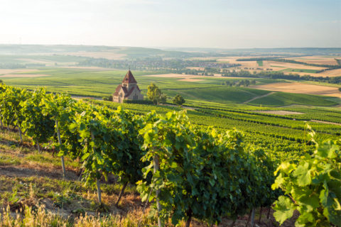 Over de ‘Hiwwels’ in het grootste en zonnigste wijngebied van Duitsland