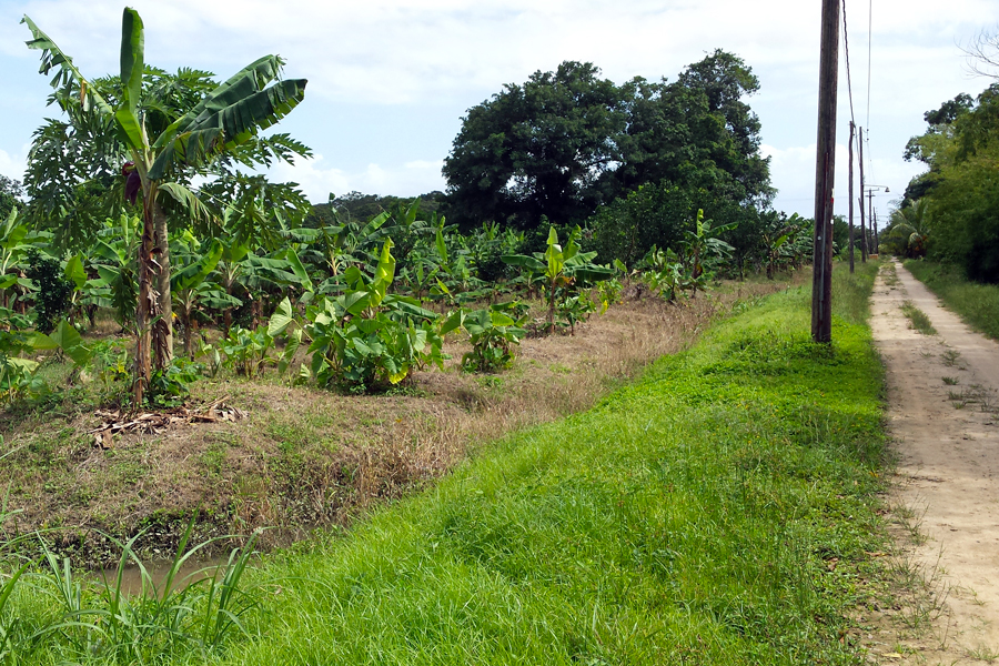 Suriname-4-plantage