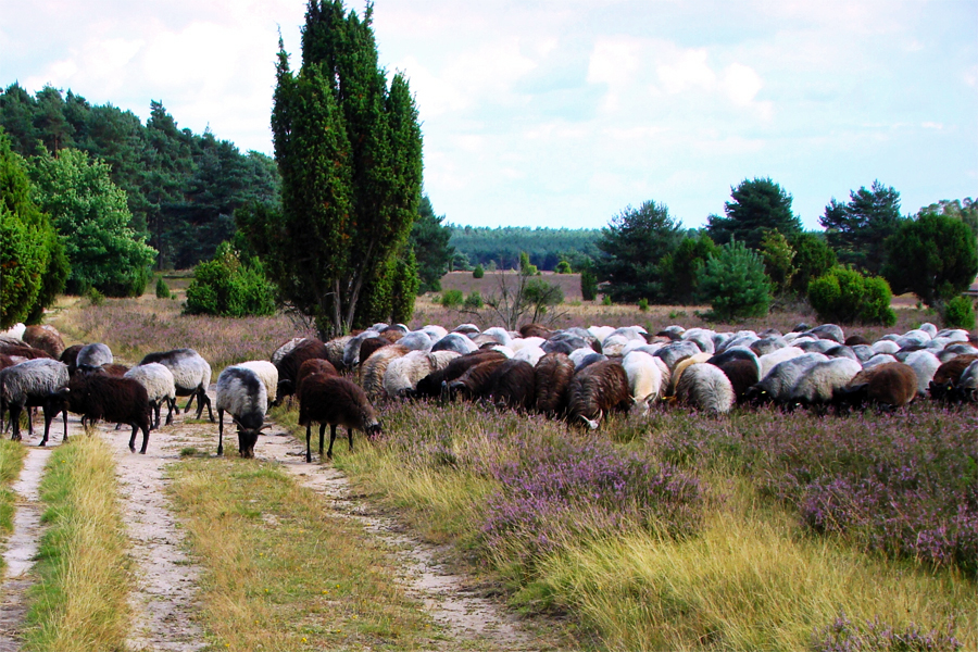 heidschnukenweg-schapen,-Hajotthu,-Wikimedia
