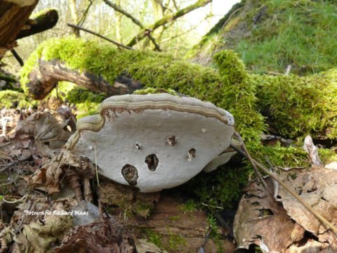 Een jong bos vol wielewalen en paddenstoelen