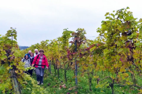 WijnWandeling Groesbeek verkozen tot Mooiste wandeling 2019