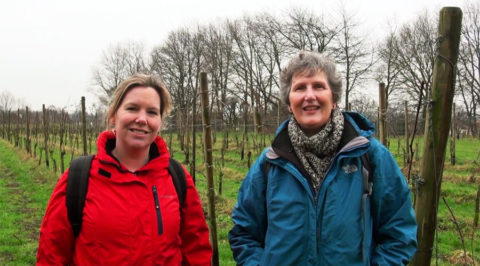 Wandelgids met wandelingen langs Nederlandse wijngaarden