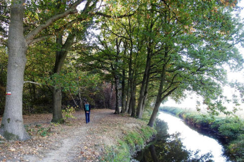 Veluwse Bekenroute: 11km wandelen langs de Molenbeek
