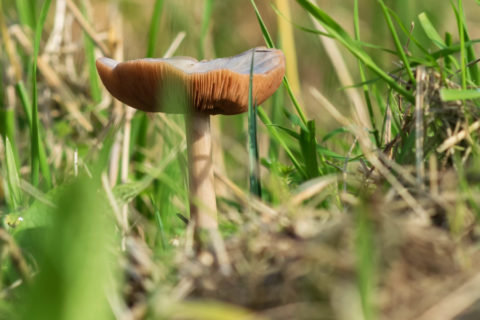 De 10 mooiste paddenstoelen wandelroutes van Nederland