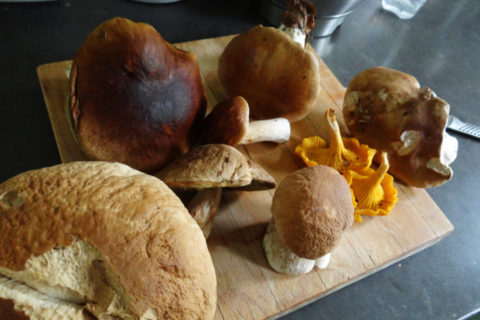 Culinaire paddenstoelenwandeling met paddenstoelkenner van Slow Food