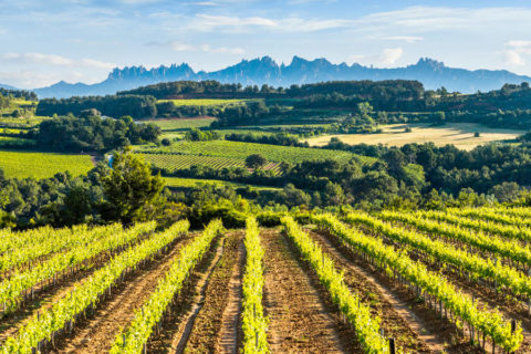 Fietsvakantie door de wijngaarden van Catalonië