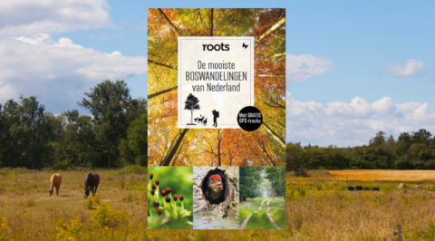 De mooiste boswandelingen van Nederland volgens Roots