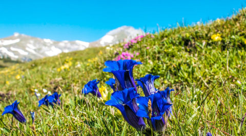 De mooiste Alpenbloemen, hoe heten ze en waar vind je ze?