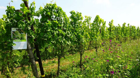 Bijzonder: Een Klompenpad door Betuwse wijngaarden