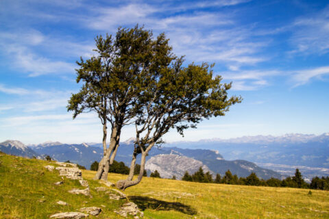 Wandelvakantie Franse Alpen Parc Régional du Vercors